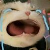 szediary